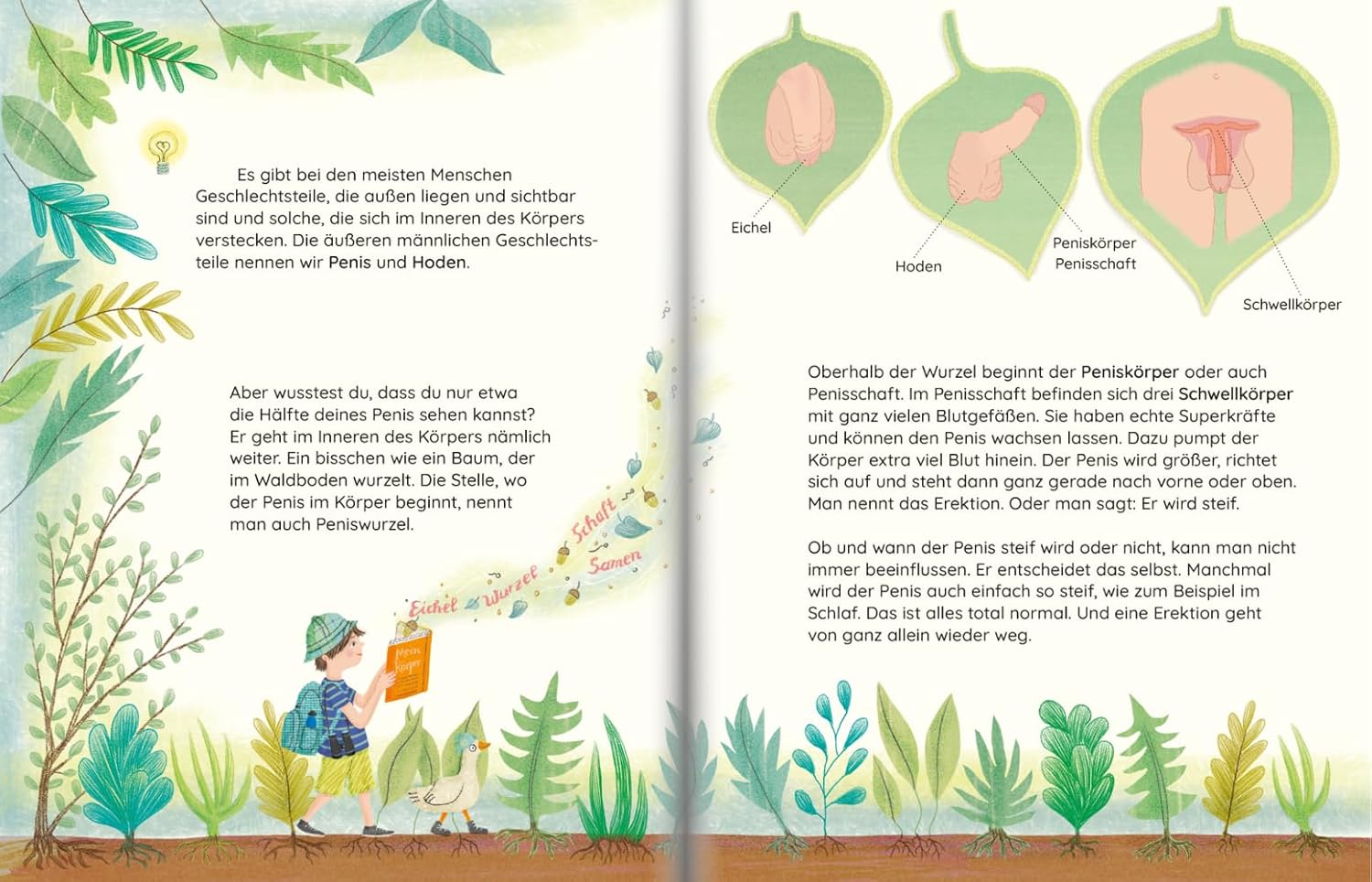 Seite aus dem Kinderbuch "Luca lernt sich kennen" zeigt eine Illustration der männlichen Geschlechtsorgane mit kindgerechten Beschreibungen.